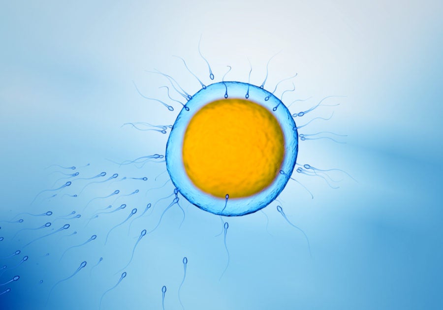 Human Immature Eggs Made From Blood Cells For the First Time
