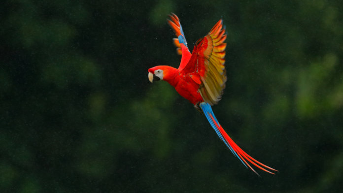red parrot rain macaw flying