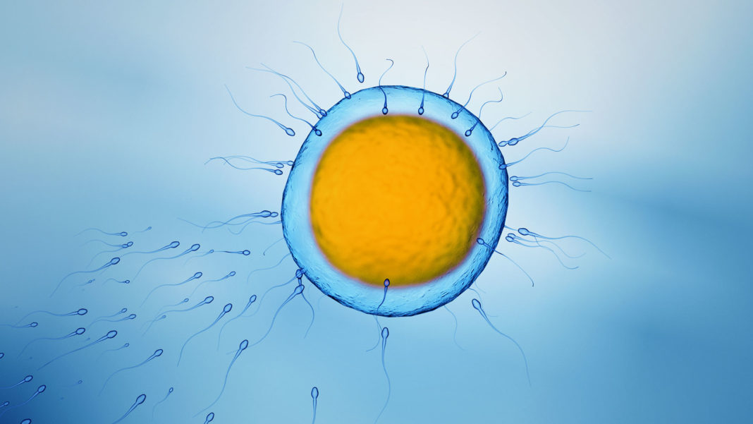 sperms swimming toward egg cell 3D