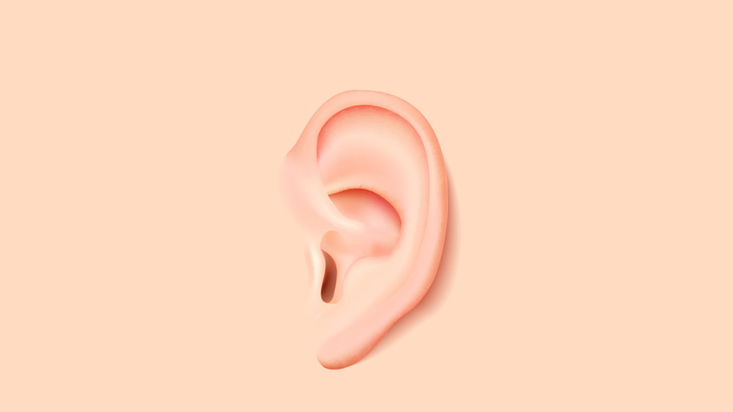 photo-realistic human ear illustration