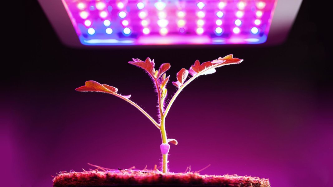 thanksgiving growing plant under LED