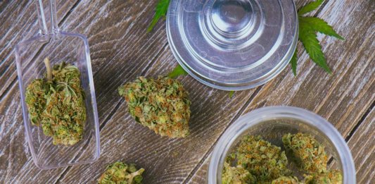 medical cannabis buds preparation