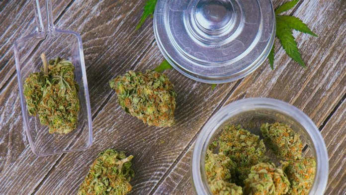medical cannabis buds preparation