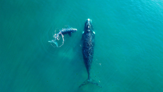 Whales swimming in Atlantic Ocean aerial view