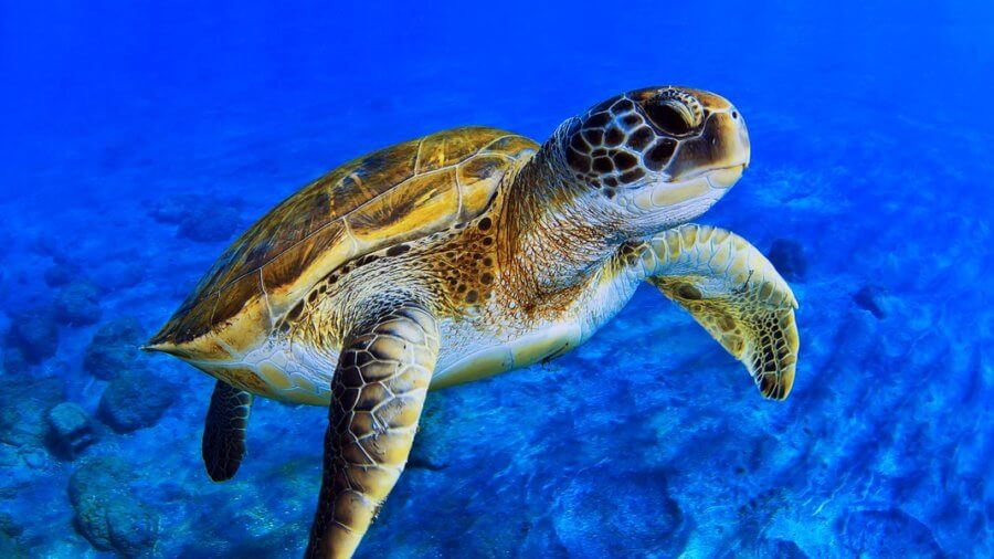 swimming sea turtle