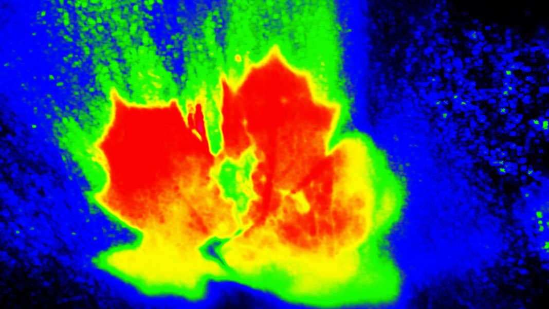 infrared vision eye nanotechnology maple oak leaf in river