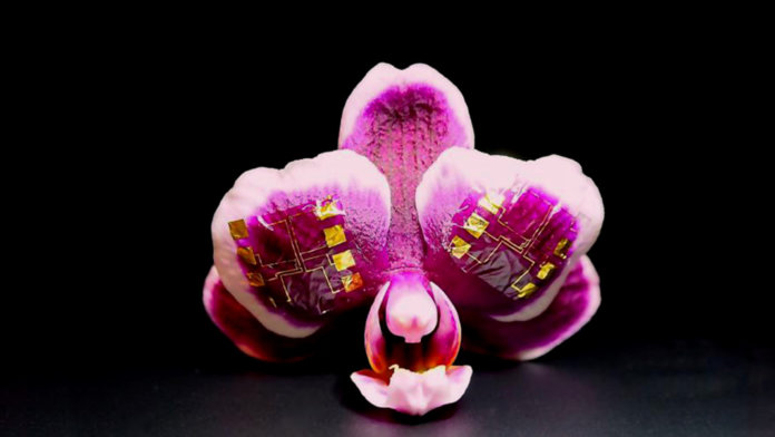 orchid with ion drive transistor brain computer interface