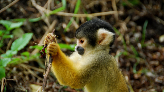 squirrel monkey studying in forest artificial intelligence