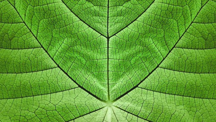 leaf closeup artificial photosynthesis biomimicry future of energy
