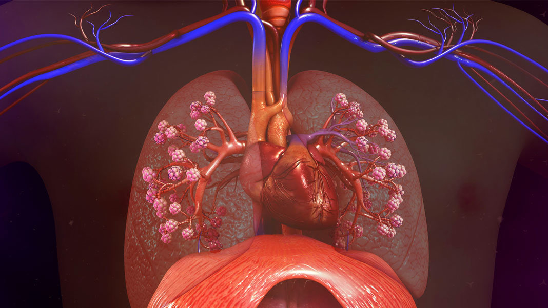 realistic illustration human lungs heart future of health