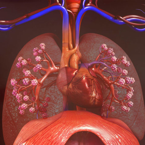 human-lungs-heart-future-of-health-shutterstock-399663493 - Singularity Hub