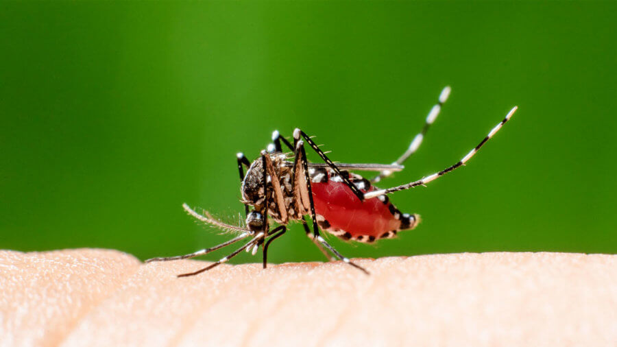 tiger mosquito CRISPR biotechnology