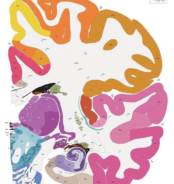 Allen human brain atlas image neuroscience