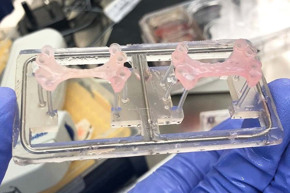lab grown patches repair damaged hearts health