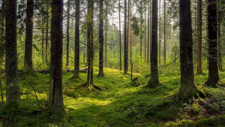 How Tech Can Help Curb Emissions by Planting 500 Billion New Trees