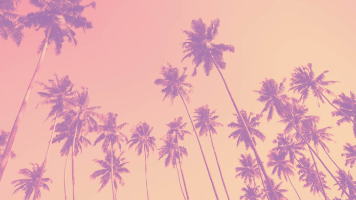 palm trees pink sky
