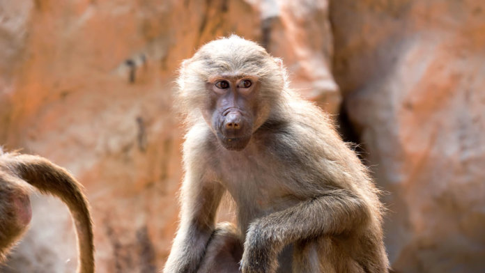 zoo monkey sitting and observing CRISPR
