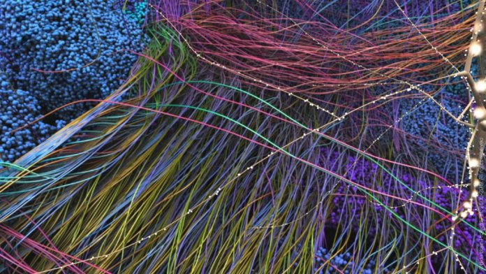 neuroscience computer rendering of dense connections mouse neocortex