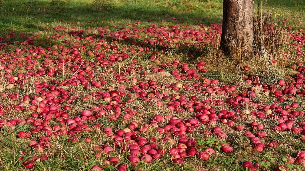 machine learning food waste