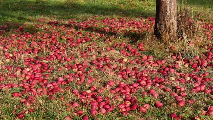 apples at base of tree food waste artificial intelligence