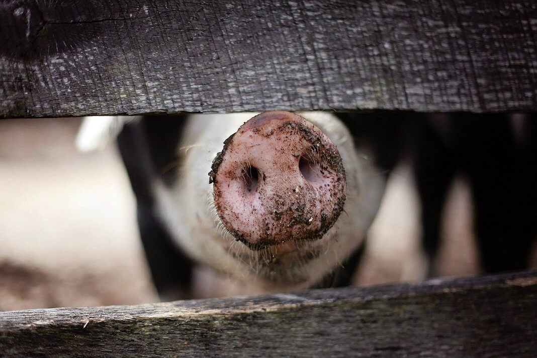 Will Cultured Bacon Be Delicious? A Dutch Startup Is Developing the First  Lab-Grown Pork