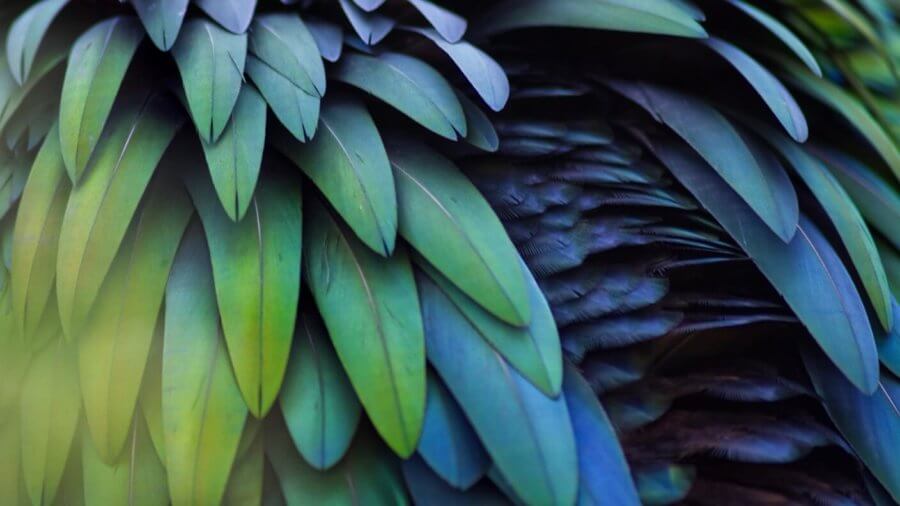 colorful feathers layered blue green