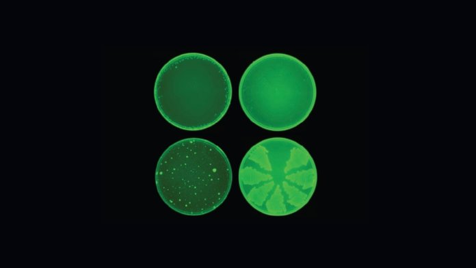 ai machine learning antibiotic resistant bacteria glowing green petri dish