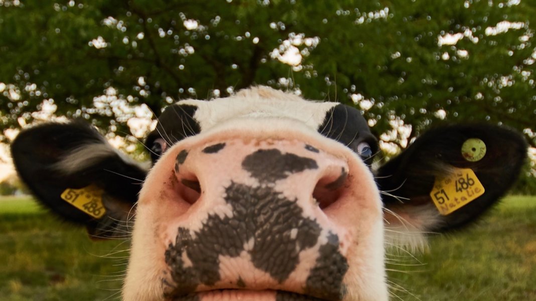 memphis meats cultivated meat cow up close nose ears eyes trees background