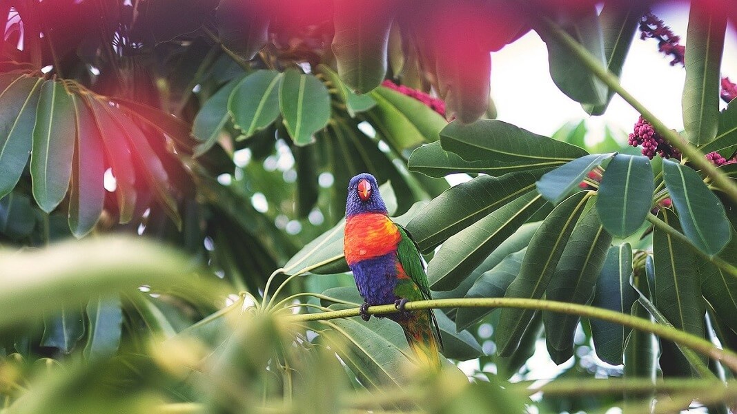 biodiversity restoring bird rainforest nature