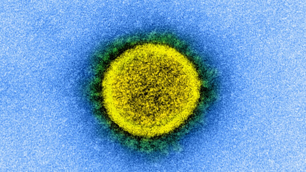 Covid-19 coronavirus immunity virus