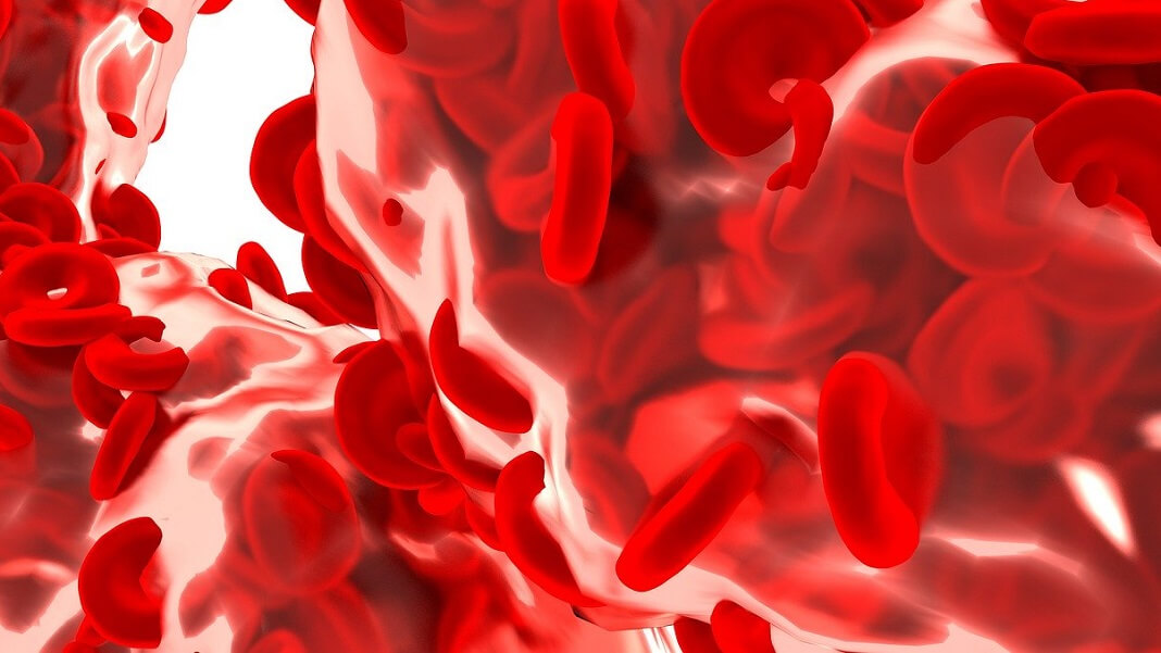 red blood cells covid-19 coronavirus antibodies