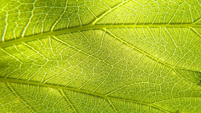 artificial photosynthesis leaf green plant
