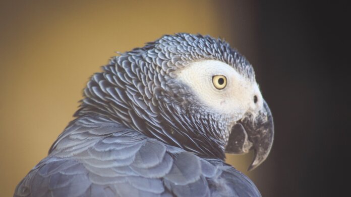animals language math african grey parrot