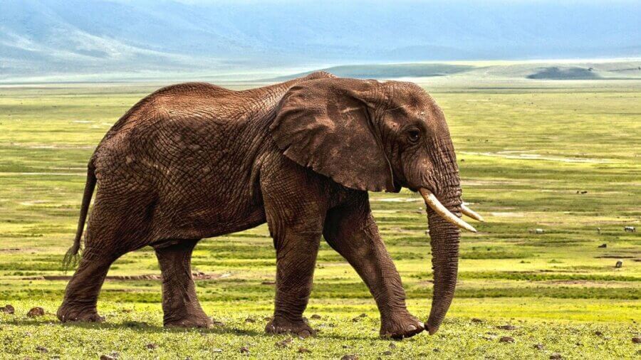 evolution future of life elephant