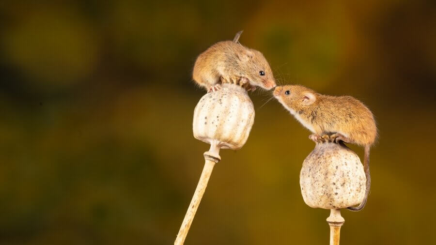 mice smell nose scent incept two brown mice