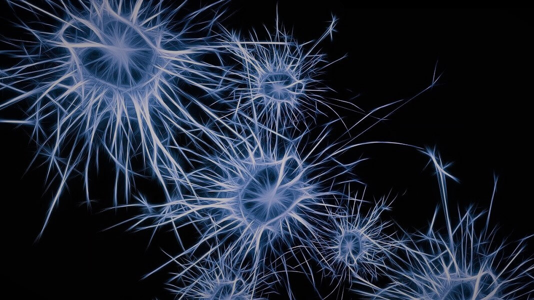 neurons brain synapses nanowire network AI
