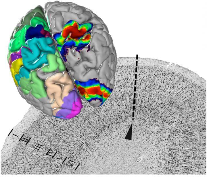 human brain mapping template