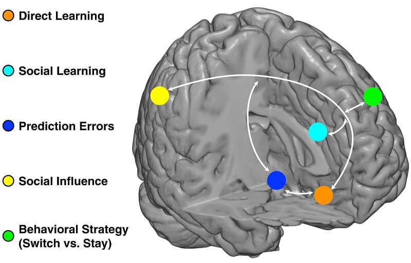 learning brain experiences map regions
