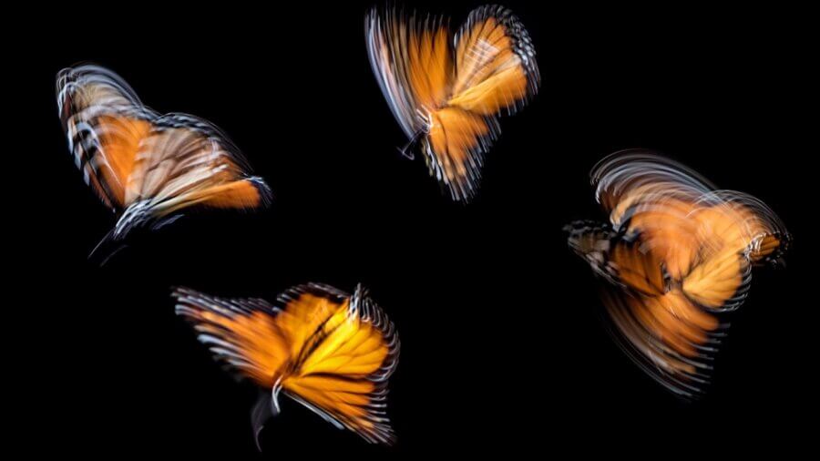 tech stories butterflies blurred motion wings black background