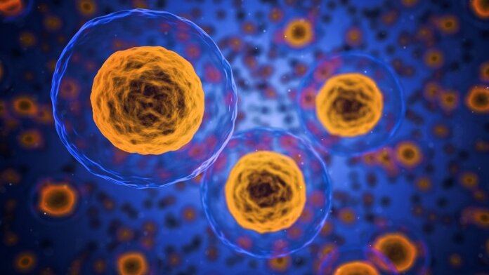 senolytics cells longevity aging