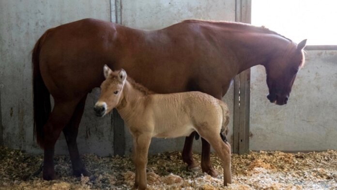 baby and mom horse in stable clone genetics