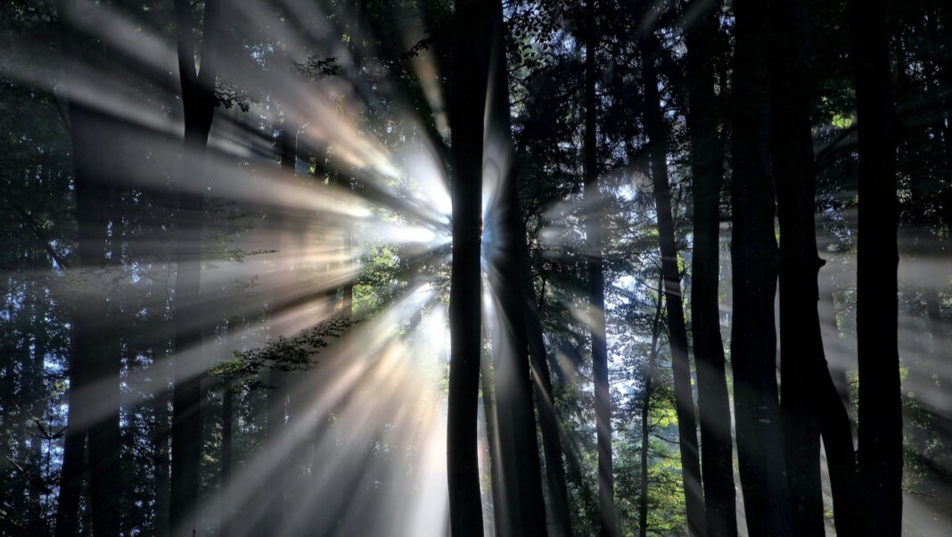 tech stories dark trees forest light rays sun