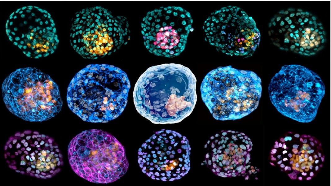 human embryos from skin cells blastocyst