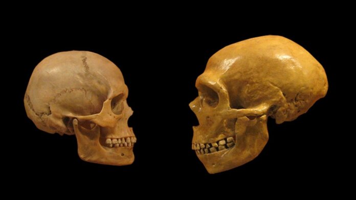 mini brain genes what makes us human neanderthal home sapiens comparison