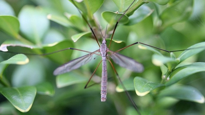 genetic engineering mosquitoes