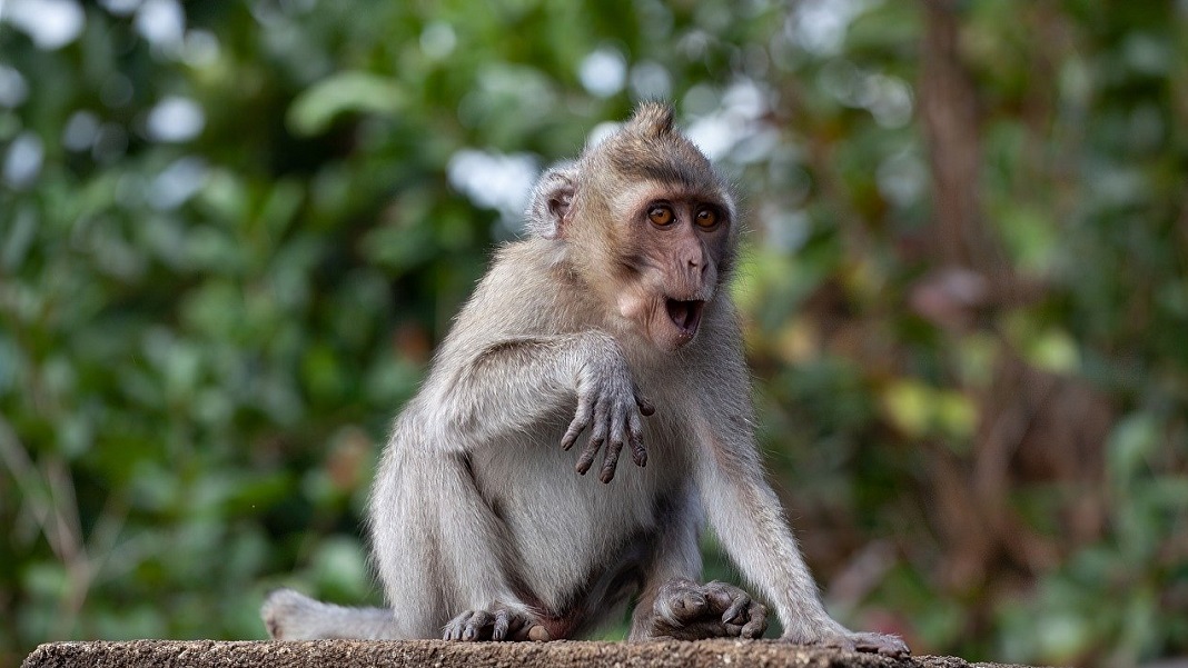 CRISPR gene therapy monkeys LDL cholesterol