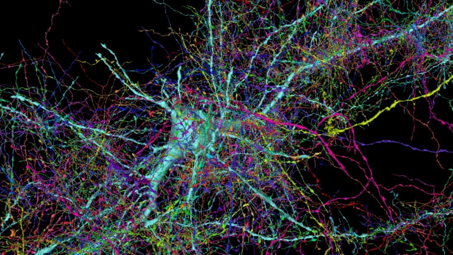 google harvard brain map human connectome