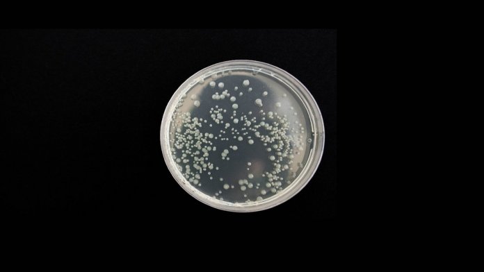 petri dish crispr superbug invincible to viruses