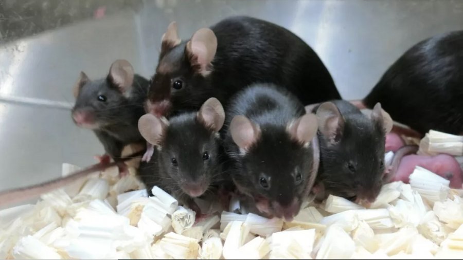 mice from ISS sperm space reproduction
