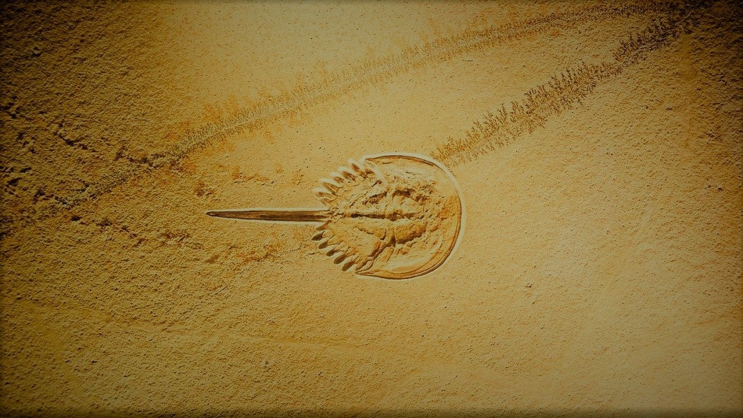 horseshoecrabs1169323_1280 (2) Singularity Hub